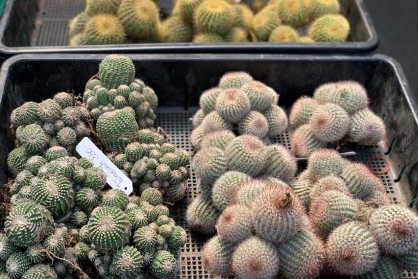 Fluffy Cacti