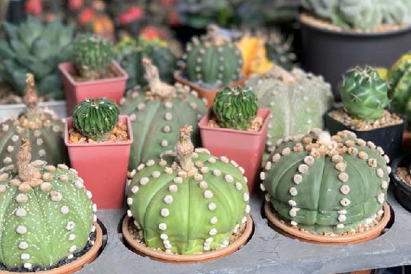 Pretty cacti