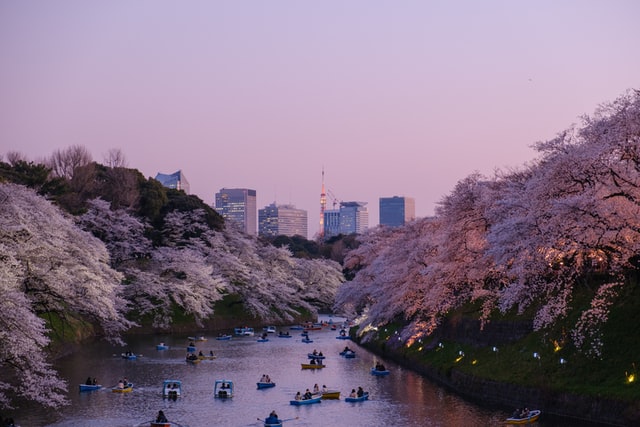 Cherry blossom season