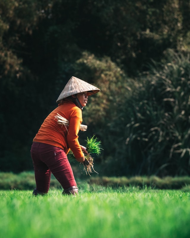 A woman working in the Rice fields in Vietnam