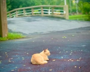 golden Cat on asphalt