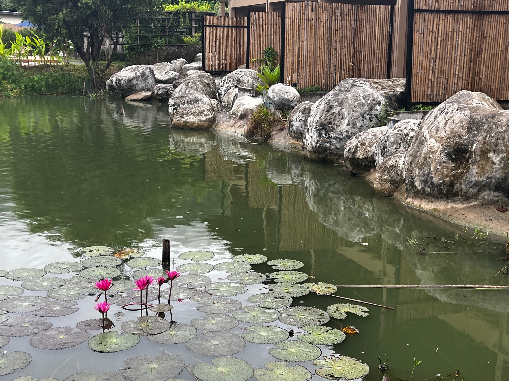 A beautiful little lily pond